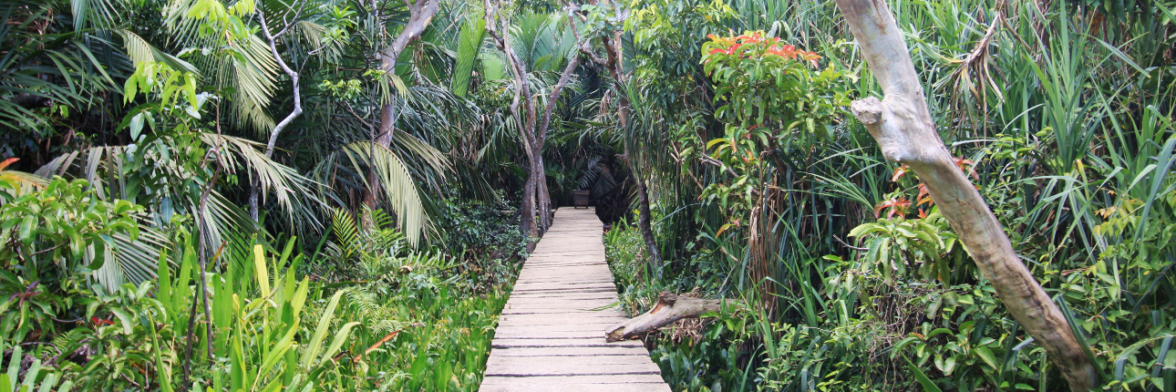 Pulau Kembang, Pulaunya Para Kera - Indonesia Kaya