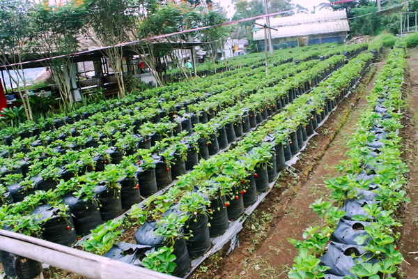 Wisata Petik Stroberi