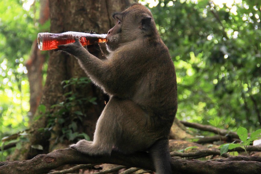 Monyet-monyet di Plangon sudah terbiasa dengan kehidupan manusia