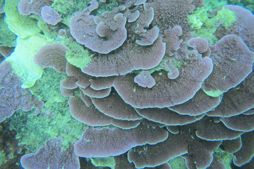 Terumbu karang dengan warna-warna yang cantik menjadi pemandangan yang disajikan alam bawah laut Pulau Langkuas