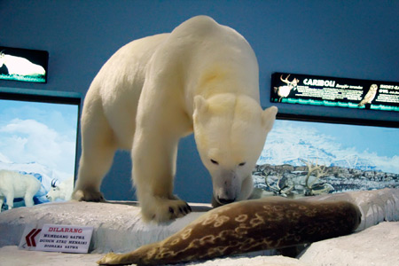 Diorama beruang yang dibuat sesuai dengan habitat aslinya