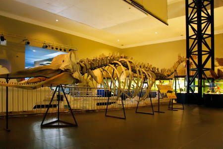 Salah satu fosil yang ada di Museum Satwa