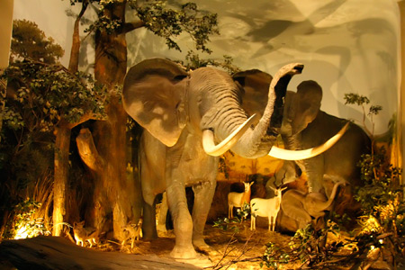 Diorama gajah menjadi salah satu koleksi yang bisa dilihat di Jatim Park 2
