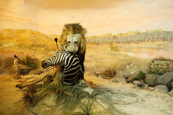 Pemandangan Singa menggigit Zebra yang bisa Anda lihat di Museum Satwa