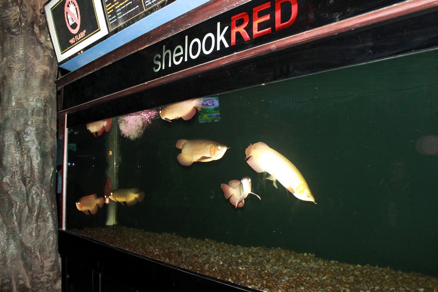 Ikan arwana yang terpajang di akuarium Shelook Red. Ikan ini merupakan persilangan antara ikan air tawar dan ikan air asin
