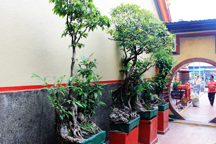 Koleksi pohon bonsai yang ada di Klenteng Boen Tek Bio. Bonsai ini telah berusia lebih dari 1 abad