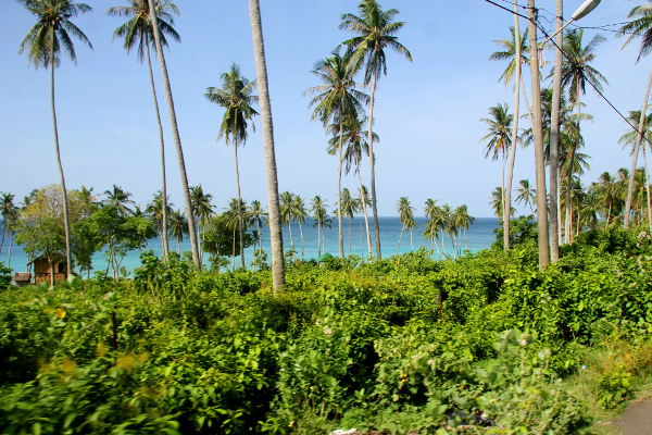Pemandangan pohon-pohon kelapa dan indahnya Pantai Sumur Tiga dari kejauhan
