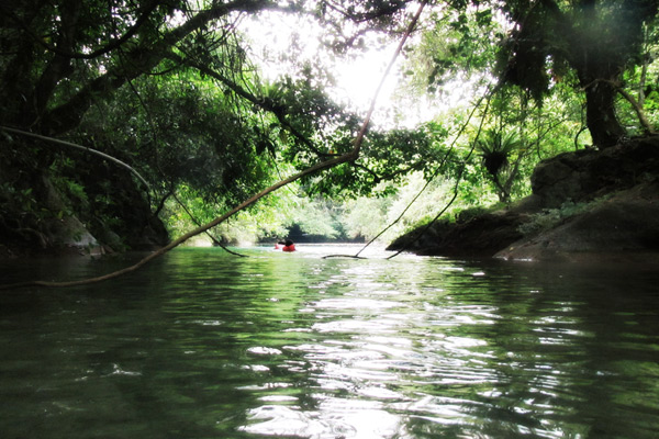 Akar pohon yang membentang ke tengah sungai menjadi pemandangan yang tersaji di Sungai Citumang