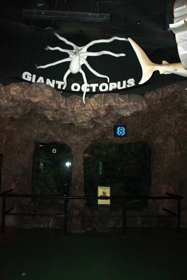 Akuarium Giant Octopus menyimpan gurita dengan ukuran terbesar di Indonesia