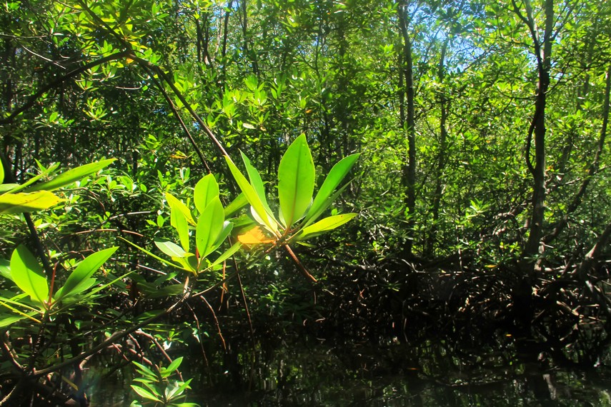 Hutan bakau ini menjadi salah satu sisi lain kekayaan alam yang dimiliki oleh Nusa Lembongan