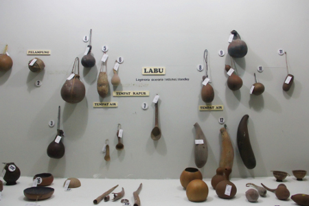 Berbagai macam labu dan fungsinya dapat dilihat di Museum Etnobotani