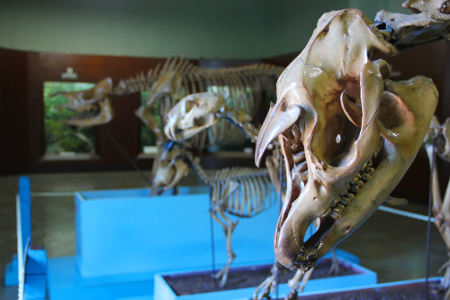 Kerangka binatang purba menjadi salah satu koleksi menarik yang ada di Museum Zoologi Bogor