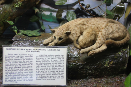 Museum Zoologi Bogor berdiri pada Agustus 1894 atas prakarsa JC Koningsberger