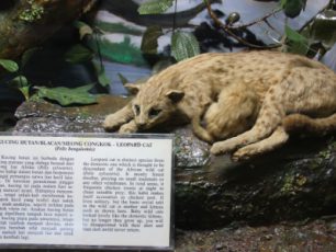 Menilik Kekayaan Fauna Nusantara di Museum Zoologi Bogor