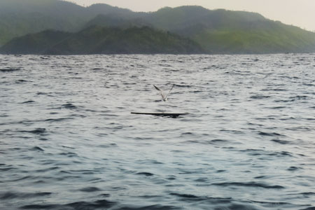 Habitat Burung Camar seringkali bisa terlihat terbang mengitari laut Kiluan