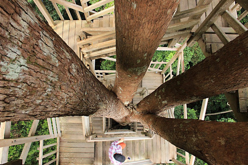 Konstruksi jembatan kanopi dibangun menyatu dengan pepohonan di sekitarnya dan mengikuti pertumbuhan alaminya