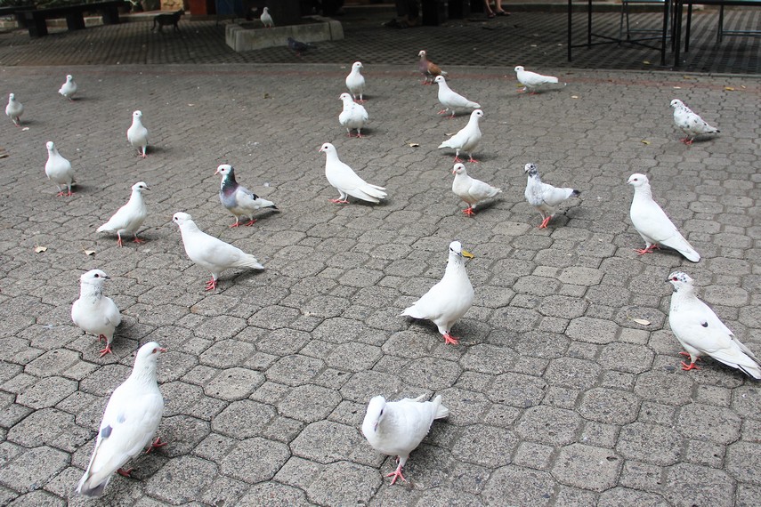 Burung-burung merpati yang hidup dan dilepas bebas di halaman gereja Katedral