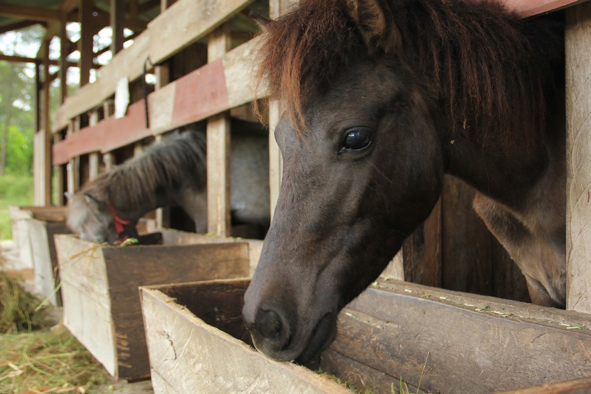 Pengunjung dapat memberi makan dan menyaksikan kuda dari dekat saat berada di BBG