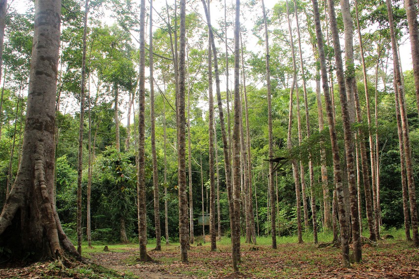 Sesuai namanya, vegetasi dominan di Bukit Bangkirai adalah tumbuhan bangkirai (Shorea laevis)