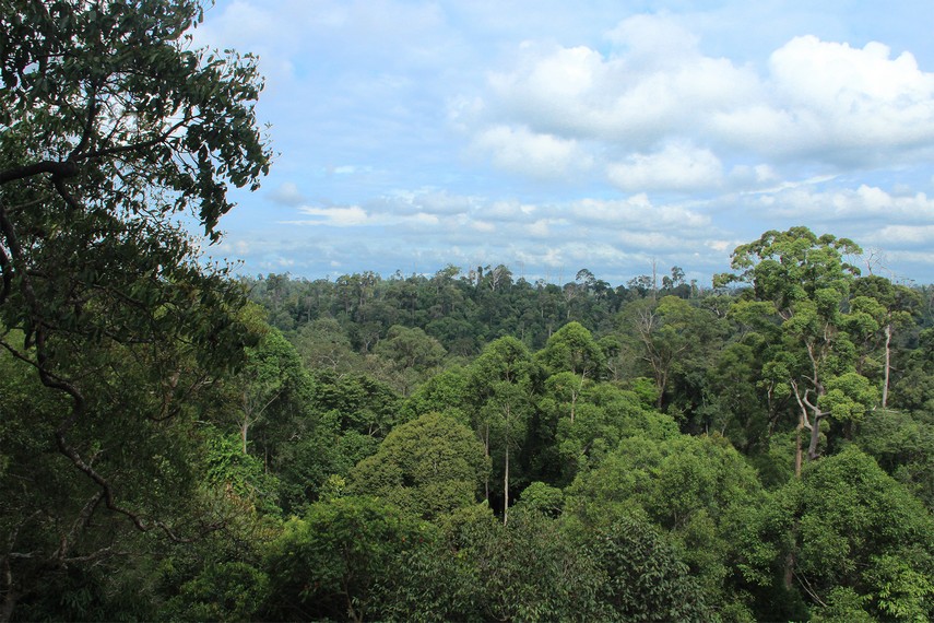 Dari atas menara jembatan kanopi ini kita dapat melihat bentangan hutan tropis Kalimantan yang asri dan masih terjaga