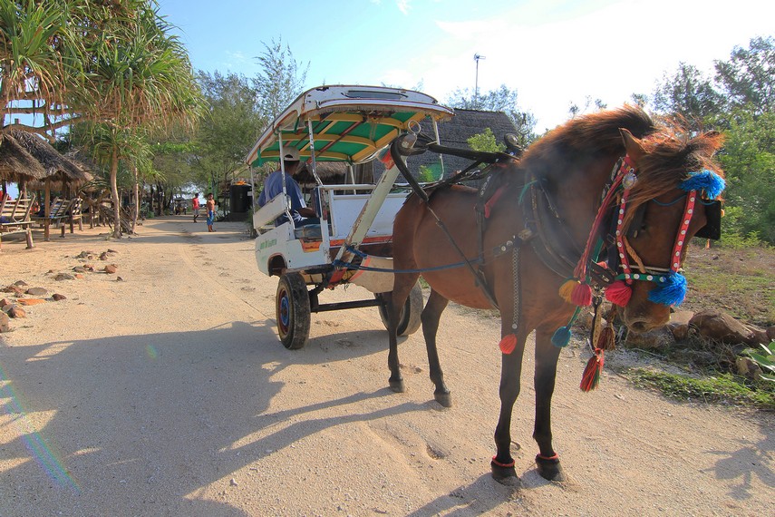 Cidomo merupakan alat transportasi berbentuk kereta penumpang dengan menggunakan dua ban mobil dan ditarik seekor kuda