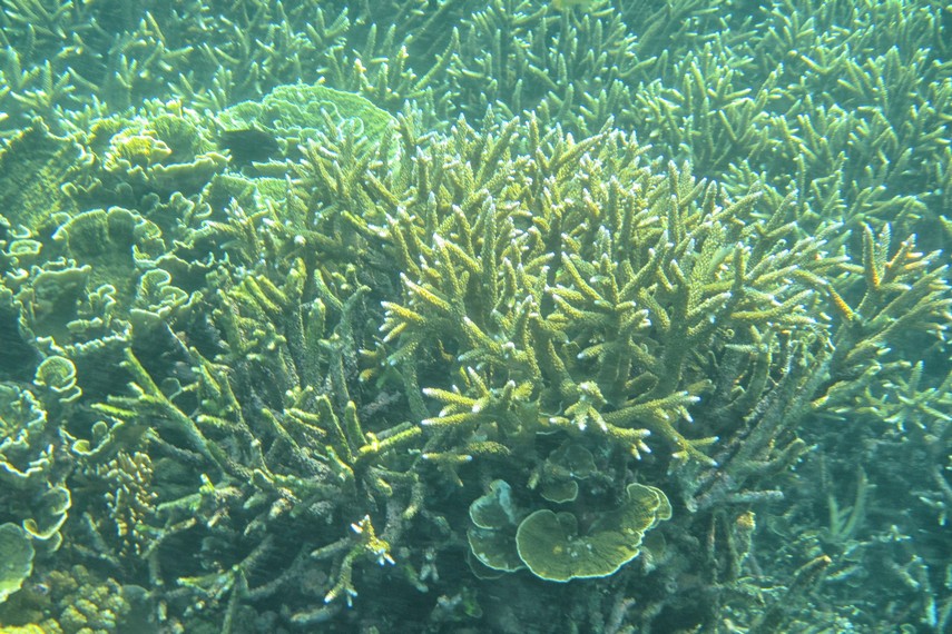 Pulau Badul memiliki pemandangan bawah laut yang indah berupa terumbu karang