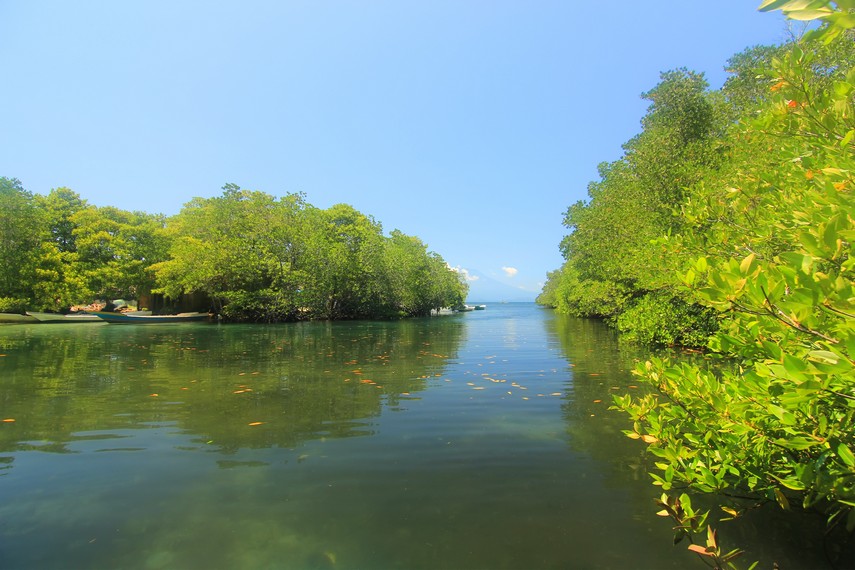 Hutan mangrove ini menjadi salah satu daya tarik ekowisata yang ada di Nusa Lembongan