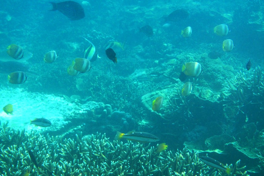 Selain terumbu karang, Pulau Badul juga memiliki pemandangan bawah laut berupa ikan-ikan cantik beraneka warna