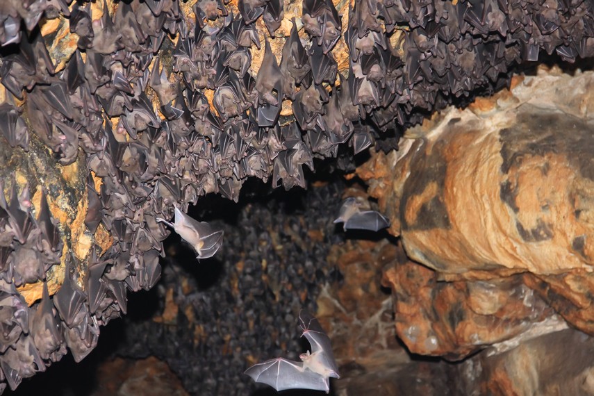 Dahulu, lorong gua yang dipenuhi kelelawar ini dipercaya terhubung dengan Pura Gua Raja di kompleks Pura Besakih
