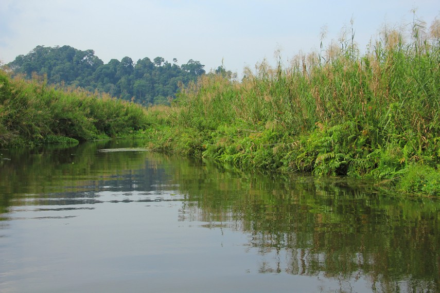 Melihat Cagar Alam Rawa Danau Hutan Air Tawar Terbesar Di Jawa Indonesia Kaya