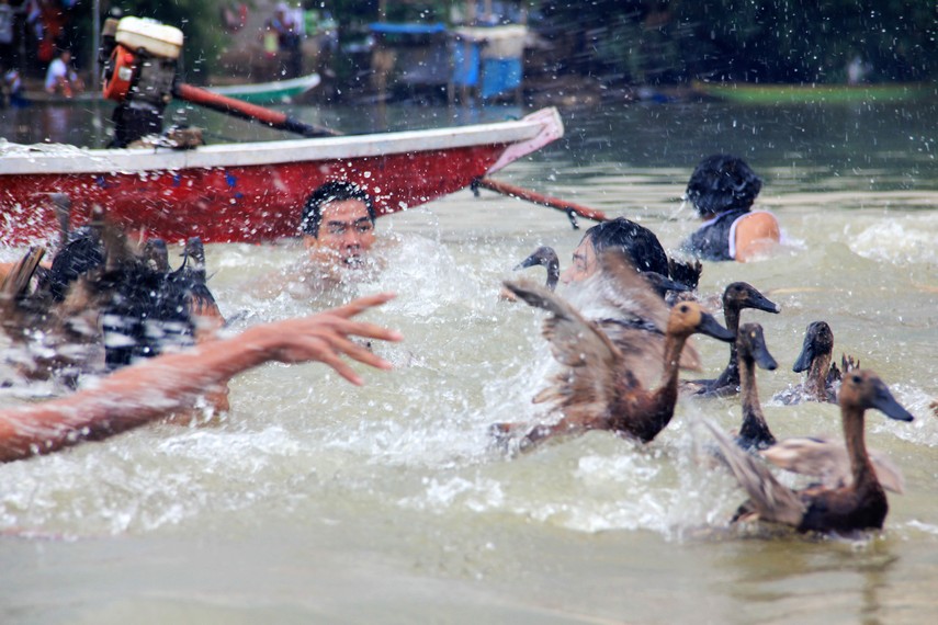 Tradisi lempar bebek menjadi bagian dalam rangkaian acara perayaan pehcun di Sungai Cisadane