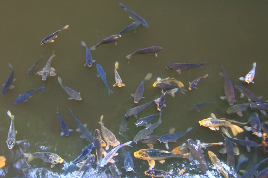 Curug Sidomba dihuni dengan ikan hias berjenis ikan kancra emas dan kancra bodas