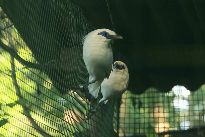 Burung bernama latin <i>Leucopsar rothschildii</i> ini diduga sempat hanya tersisa 100-200 ekor saja pada dekade 1980-an