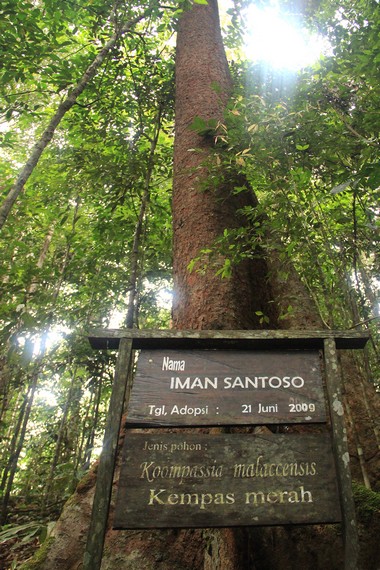 Kawasan ini menjadi wahana yang tepat untuk mengenal beraneka jenis spesies tumbuhan kayu asli Kalimantan