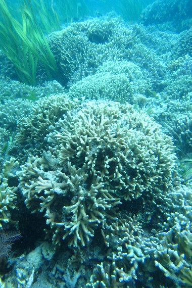 Terumbu karang yang cantik menjadi sajian indah bawah laut di Pulau Bohanga