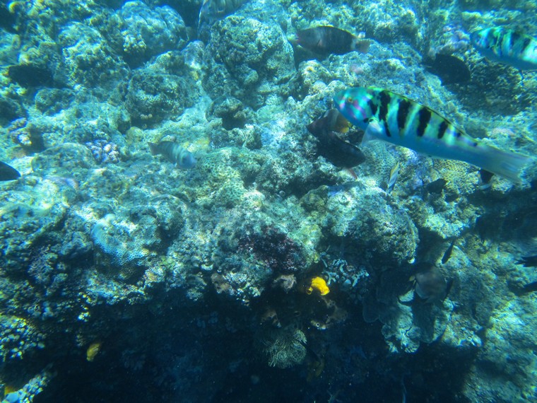 Kecantikan alam bawah laut Pulau Bunaken selalu membuat wisatawan dari berbagai dunia berdecak kagum