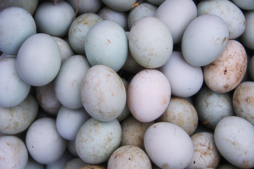 Telur bebek menjadi salah satu bahan pembuatan lenggang yang menjadikan kuliner ini memiliki rasa yang khas