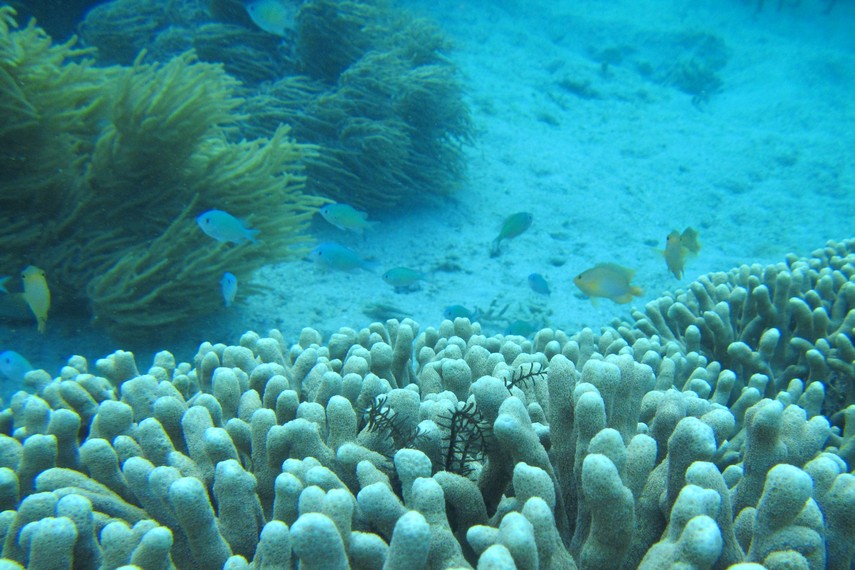 Selain terumbu karang, ikan-ikan cantik juga menjadi sajian lain dari pemandangan bawah laut Pulau Bohanga