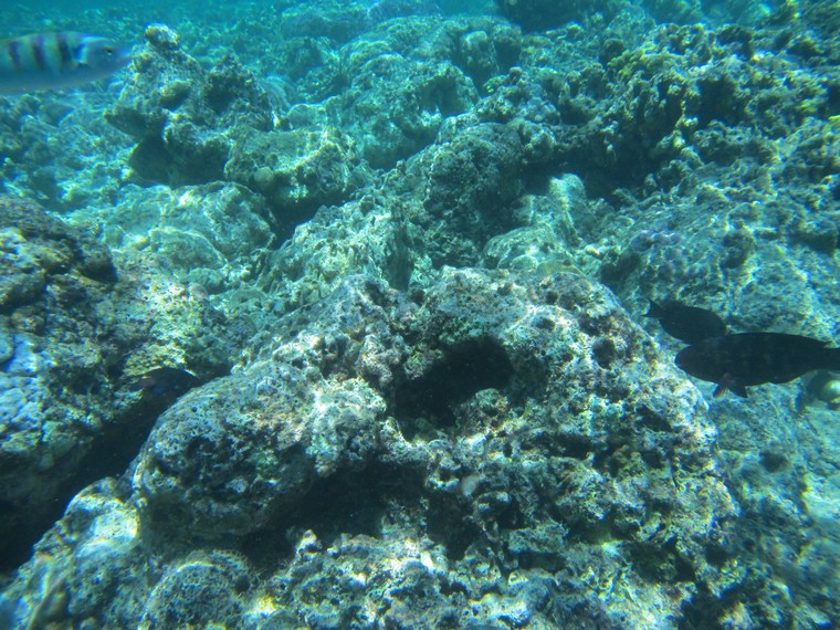 Terumbu karang yang terjaga, jenis ikan cantik aneka warna, sangat mudah ditemukan di Pulau Bunaken