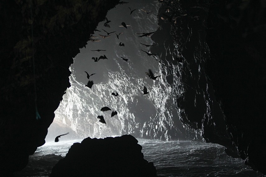 Satu yang unik dari terendamnya permukaan gua ini yakni ikan hiu datang untuk menunggu kelelawar yang jatuh untuk menjadi santapan