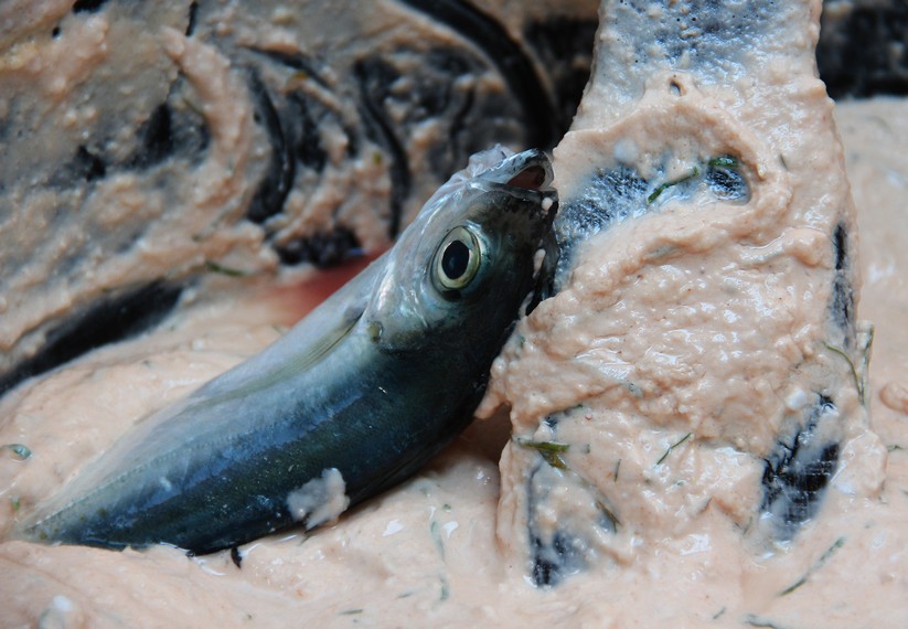 Ikan yang digunakan adalah ikan kembung atau dalam bahasa setempat disebut gembulo