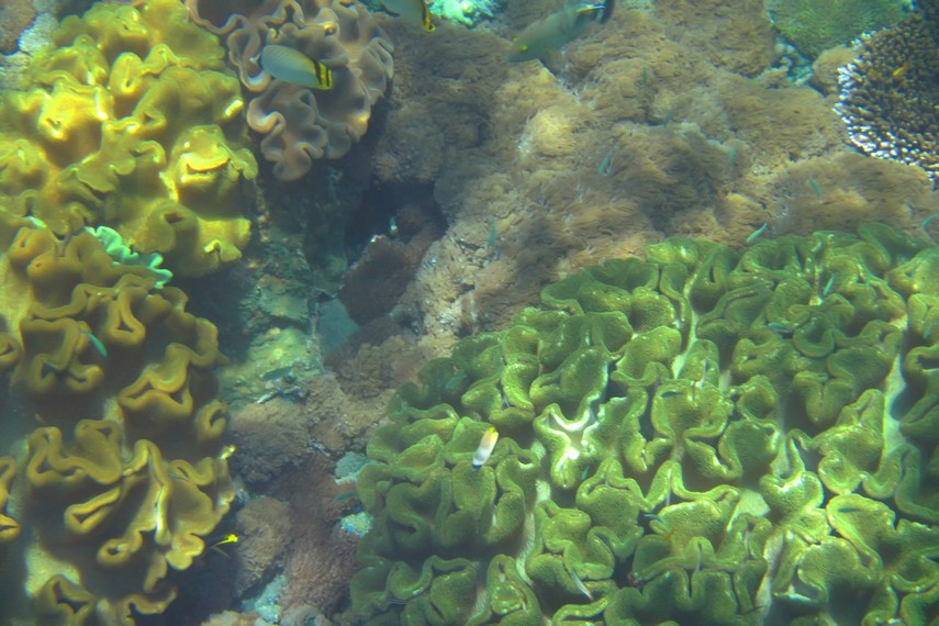 Tak kurang dari 500 spesies ikan hidup di perairan dangkal di sekitar Nusa Penida