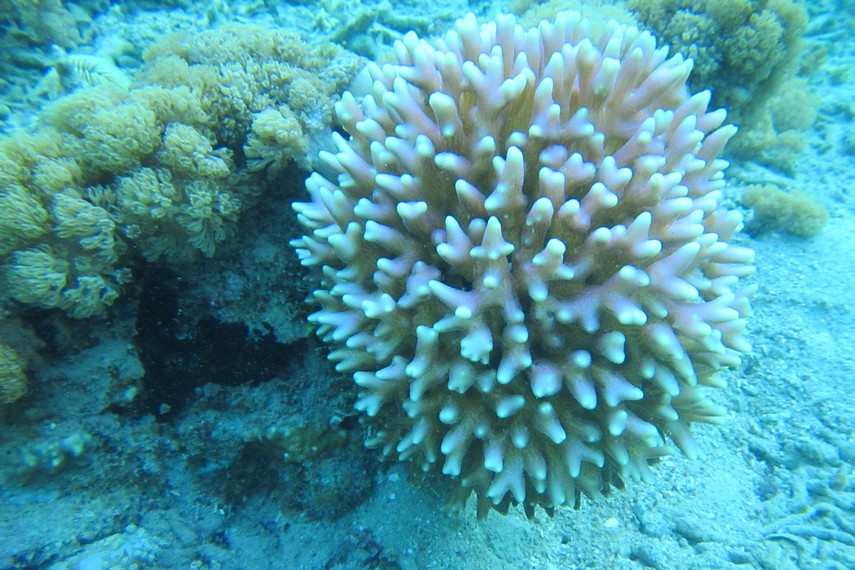 Pulau Bohanga menjadi salah satu destinasi wisata untuk menikmati alam bawah laut di kawasan Sulawesi Utara