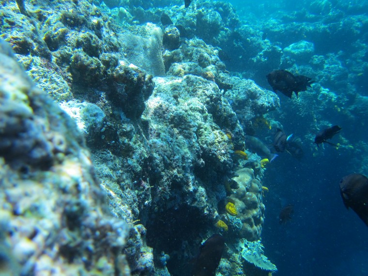 Melakukan snorkeling di Pulau Bunaken menjadi pengalaman menyenangkan yang mungkin tidak terlupakan
