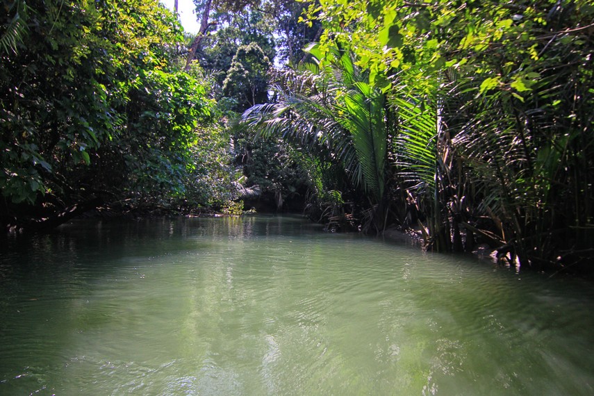 Sungai Cigenter memiliki arus yang tenang dengan pepohonan hijau yang tumbuh di sepanjang sungai