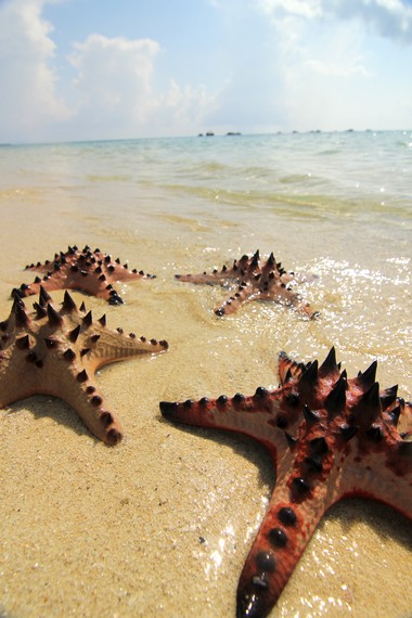 Pengunjung juga bisa melihat indahnya biota laut seperti bintang laut di pinggir Pulau Pasir