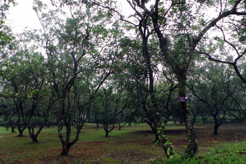 Taman ini juga menjadi salah satu tempat penanaman pohon buah-buahan salah satunya rambutan