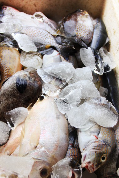 Beberapa jenis ikan yang dapat diolah menjadi ikan asap khas Pulau Serangan