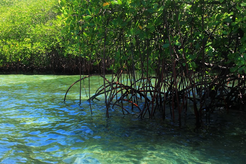 Berwisata ke hutan mangrove ini dapat menambah wawasan pengunjung tentang pelestarian satwa liar