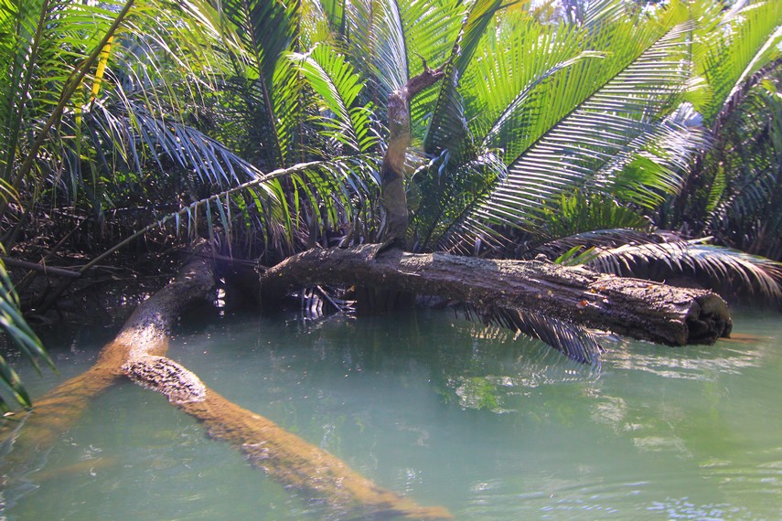 Patahan batang kadang melintas di tengah sungai yang sedikit menghambat jukung yang menjadi tunggangan para wisatawan